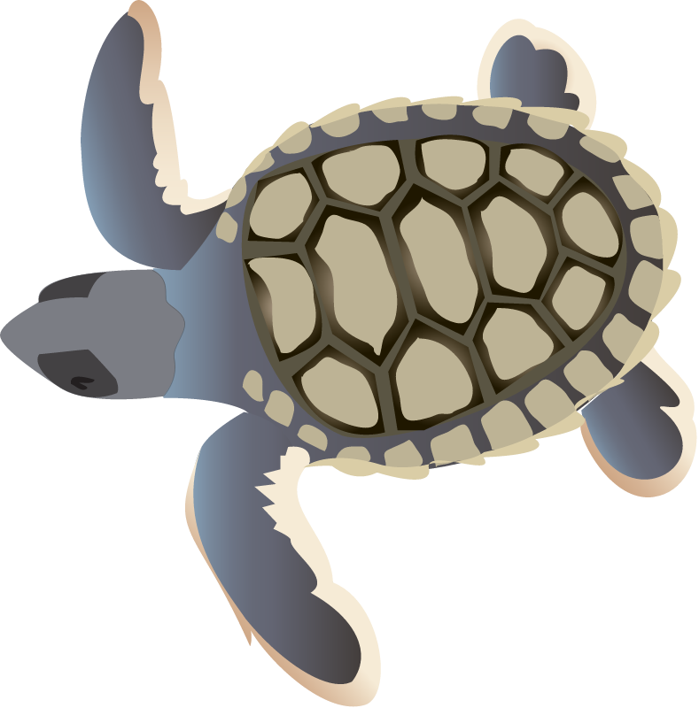 Flatback Sea Turtle Hatchling (Natator Depressa)