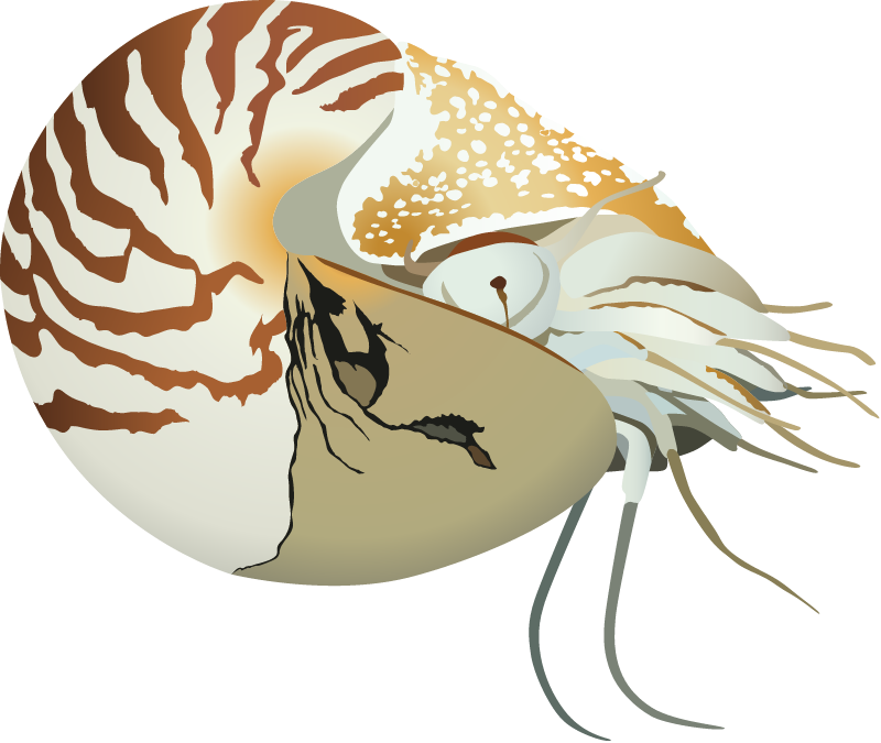 Chambered Nautilus (Nautilus Pompilius)