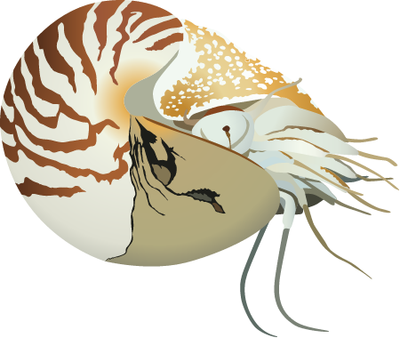 Chambered Nautilus (Nautilus Pompilius)