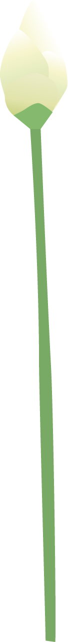American Water Lotus Bud (Nelumbo Lutea)