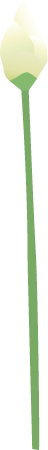 American Water Lotus Bud (Nelumbo Lutea)