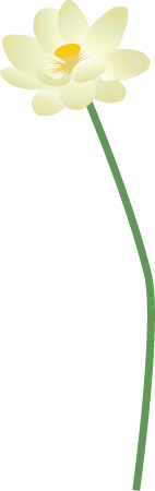 American Water Lotus Flower (Nelumbo Lutea)