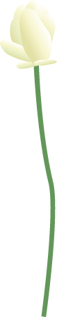 American Water Lotus Flower (Nelumbo Lutea)