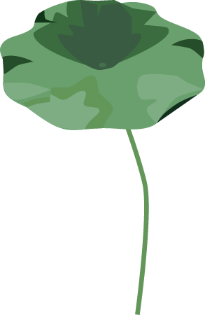 American Water Lotus Pad (Nelumbo Lutea)