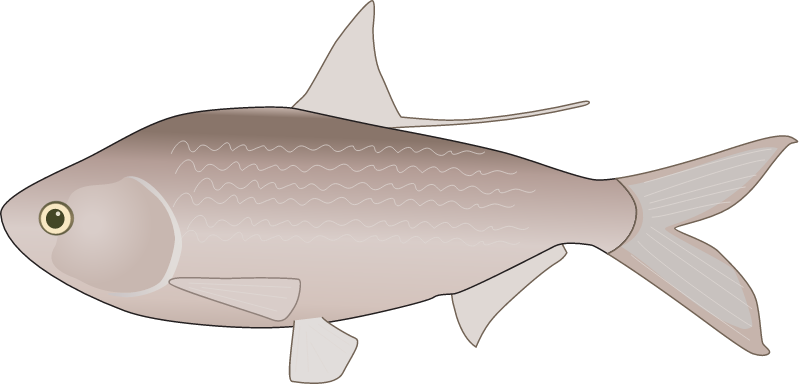 Western Australian Gizzard Shad (Nematalosa Vlaminghi)