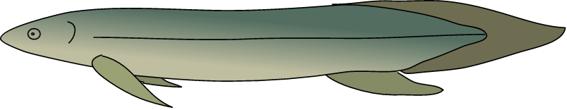 Australian Lungfish (Neoceratodus Forsteri)