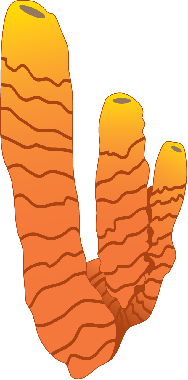 Orange Finger Sponge (Neoesperiopsis Rigida)