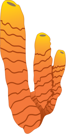Orange Finger Sponge (Neoesperiopsis Rigida)