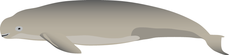 Finless Porpoise (Neophocaena Phocaenoides)