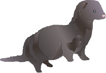 American Mink (Neovison Vison)