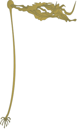 Bull Kelp (Nereocystis Pyrifera)