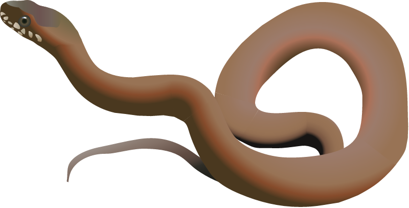 Mangrove Water Snake (Nerodia Fasciata Compressicauda)