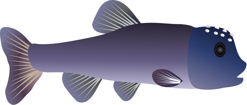 Bluehead Chub (Nocomis Leptocephalus)