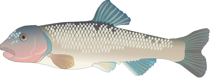 River Chub (Nocomis Micropogon)