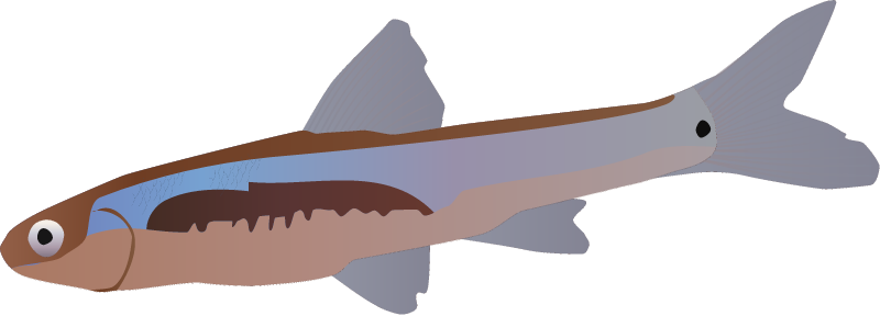 Arkansas River Shiner (Notropis Girardi)