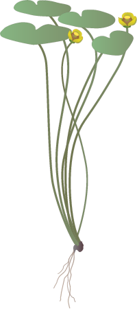 Yellow Waterlily (Nuphar)
