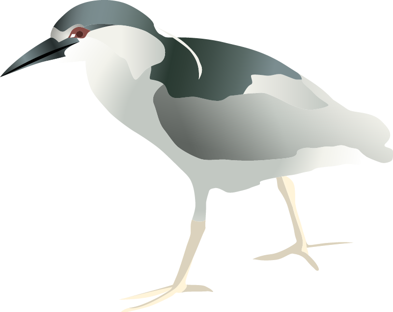 Black Crowned Night Heron (Nycticorax Nycticorax)