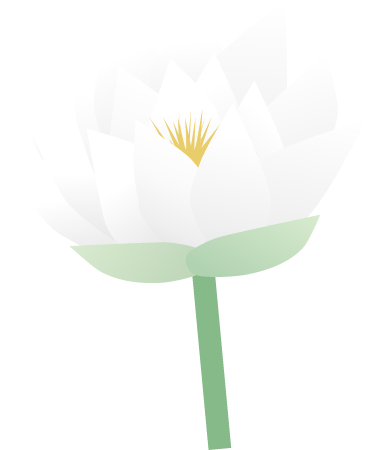 White Water Lily Flower (Nymphaea Odorata)