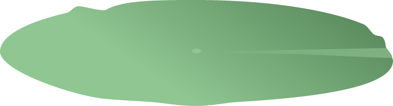 White Water Lily Pad (Nymphaea Odorata)