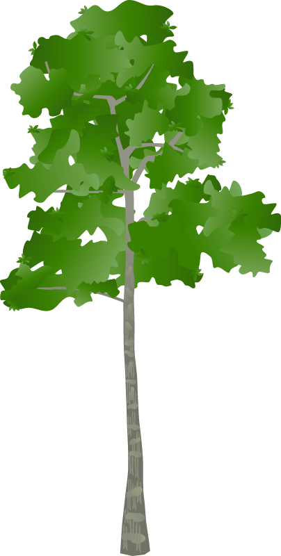 Swamp Black Gum (Nyssa Biflora)