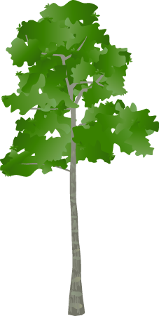 Swamp Black Gum (Nyssa Biflora)