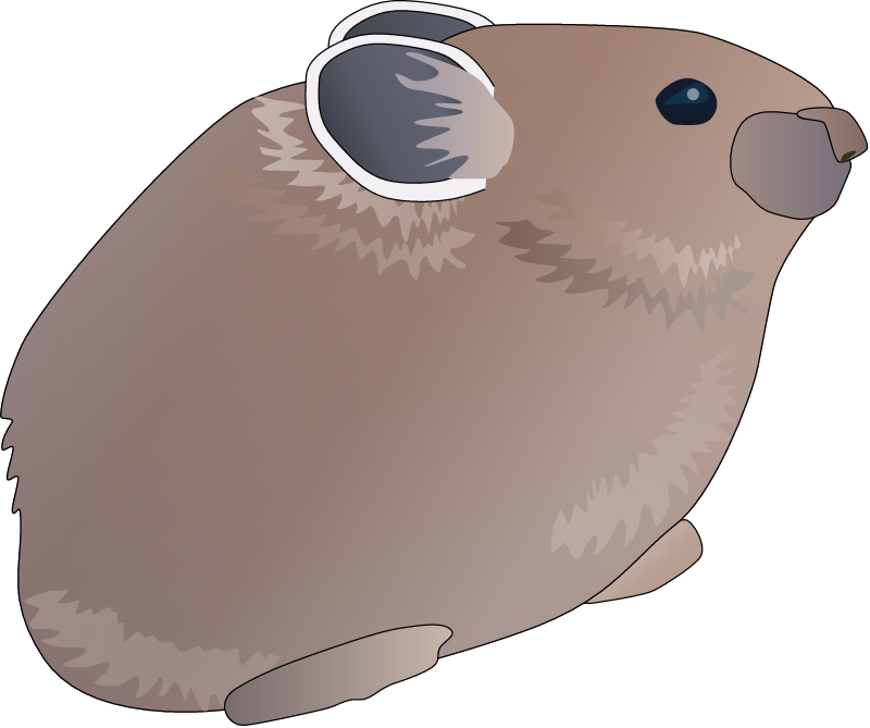 American Pika (Ochotona Princeps)