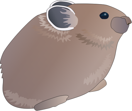 American Pika (Ochotona Princeps)