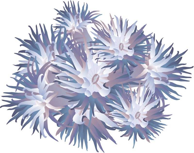 Octocoral (Octocorallia)