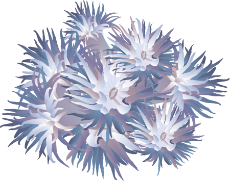 Octocoral (Octocorallia)