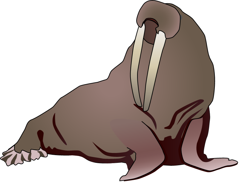Walrus (Odobenus Rosmarus)