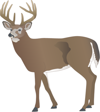 White Tailed Deer Buck (Odocoileus Virginianus)