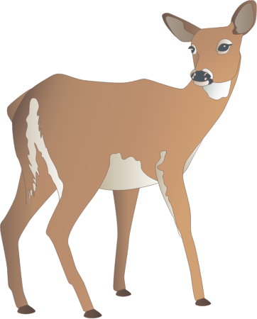 White Tailed Deer Doe (Odocoileus Virginianus)