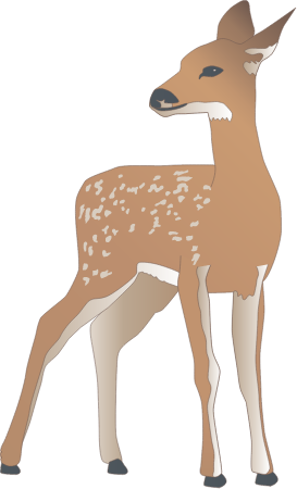 White Tailed Deer Fawn (Odocoileus Virginianus)
