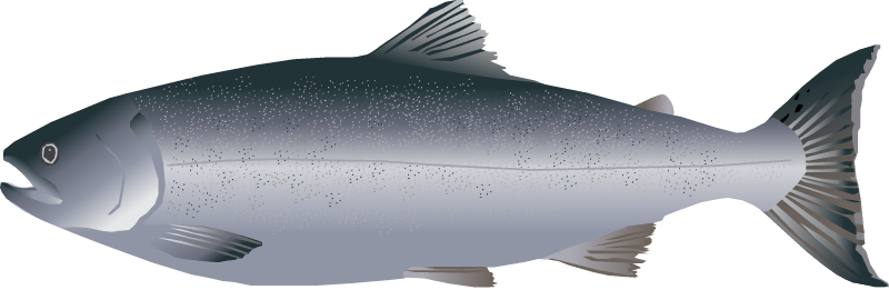 Coho Salmon Adult (Oncorhynchus Kisutch)