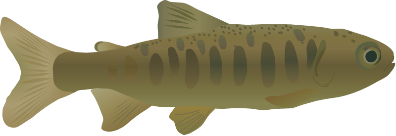 Coho Salmon Parr (Oncorhynchus Kisutch)
