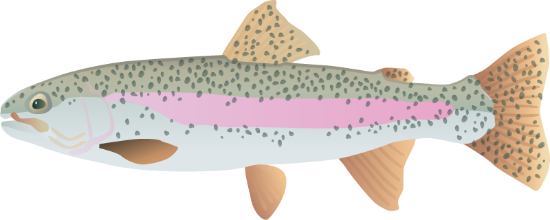 Rainbow Trout (Oncorhynchus Mykiss)