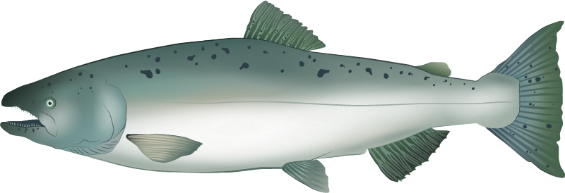 Chinook Salmon Adult (Oncorhynchus Tshawytscha)