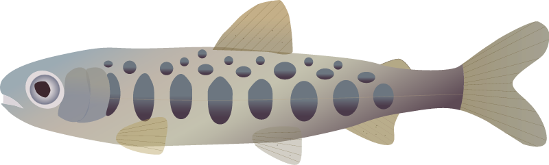 Chinook Salmon Juvenille (Oncorhynchus Tshawytscha)