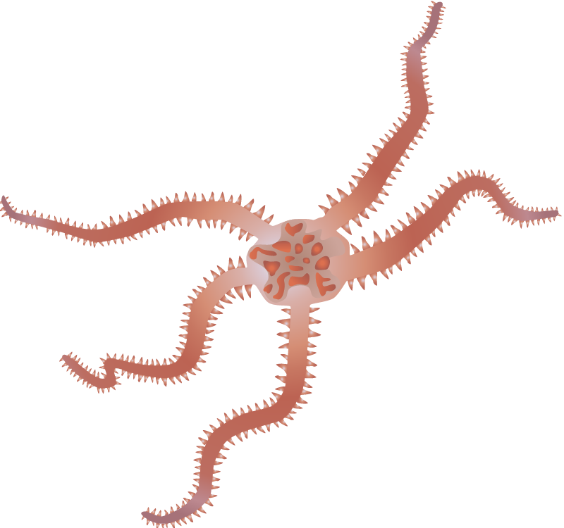 Daisy Brittle Star (Ophiopholis Aculeata)