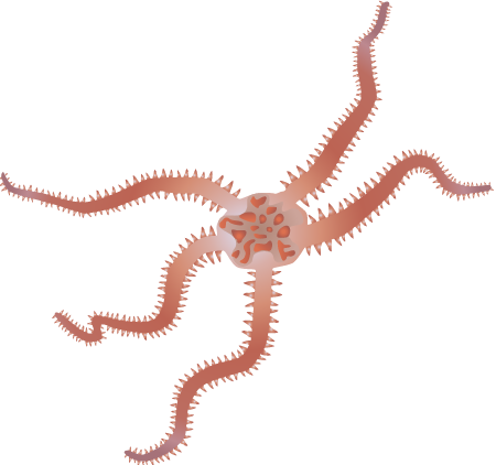 Daisy Brittle Star (Ophiopholis Aculeata)