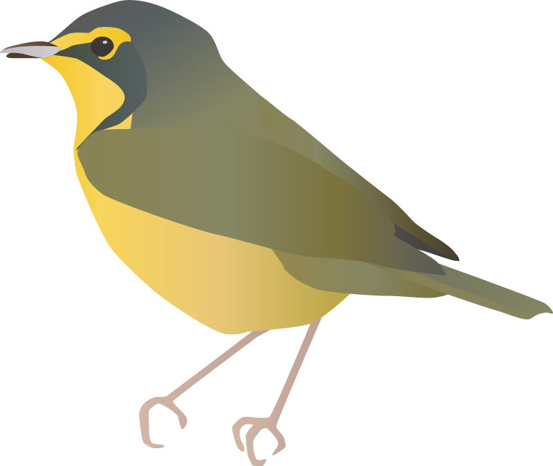 Kentucky Warbler (Oporonis Formosus)