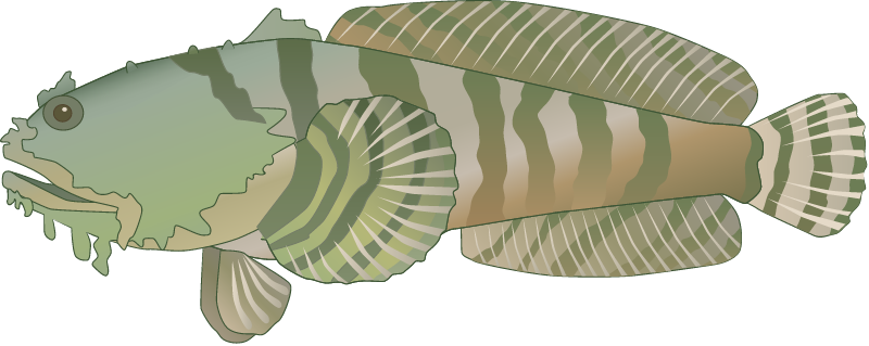 Oyster Toadfish (Opsanus Tau)
