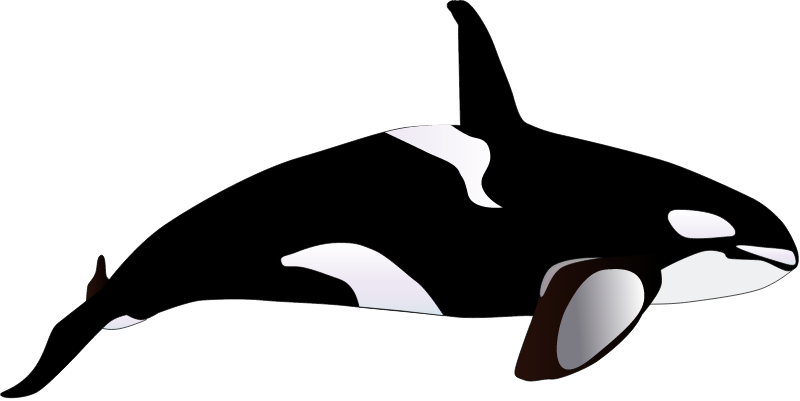 Orca (Orcinus Orca)