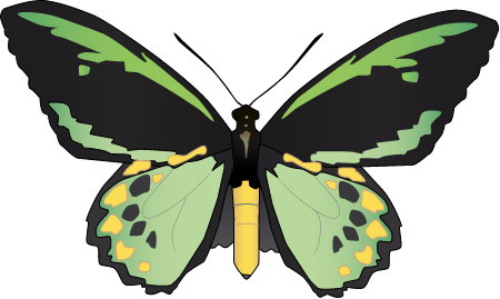 King Priamos Birdwing (Ornithoptera Priamus)