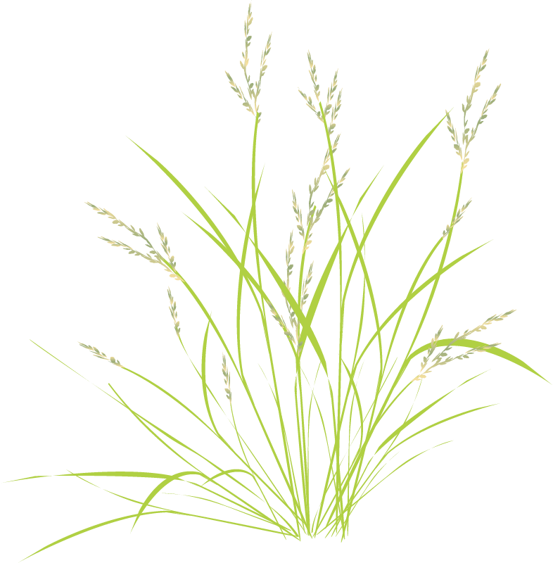 Wild Rice (Oryza Meridionalis)