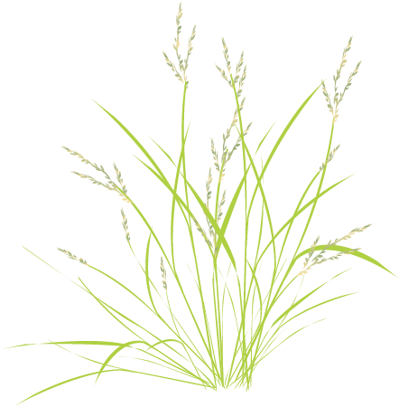 Wild Rice (Oryza Meridionalis)