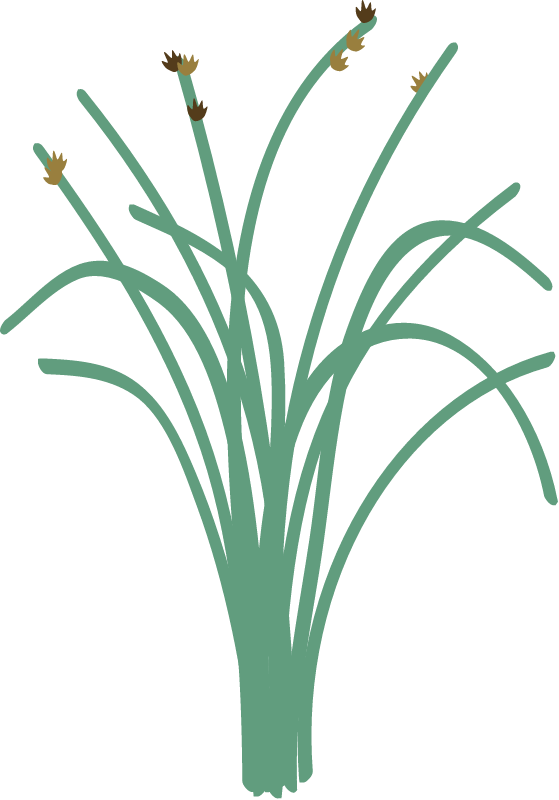 Oryza