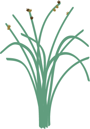 Rice (Oryza)