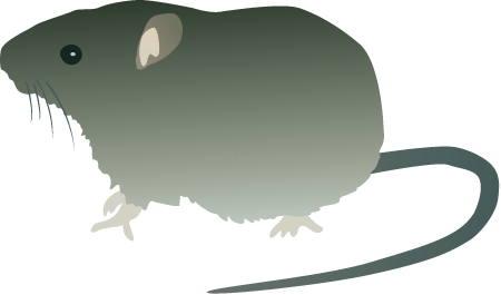 Silver Rice Rat (Oryzomys Argentatus)
