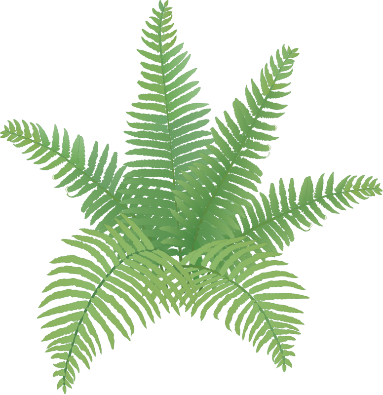 Cinnamon Fern (Osmunda Cinnamomea)